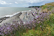 Rock sea lavender (Limonium binervosum) flowering on limestone cliff edge above a wave cut platform, Glamorgan Heritage Coast, Llantwit Major, Wales, UK. July.
