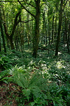Dense, damp coastal woodland or Tilio-Acerion ravine forest, with a luxurious carpet of ferns and many epiphytes, Oxwich National Nature Reserve, The Gower, Wales. July.