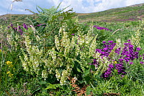 Wood sage (Teucrium scorodonia) and Bell heather (Erica cinerea) clumps flowering on a coastal headland, Rhossili, The Gower, Wales, UK. July.