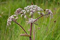 Wild angelica (Angelica sylvestris) flowering by a small stream on a marshy hillside, Cwm Cadlan National Nature Reserve, Brecon Beacons, Wales, UK. August.