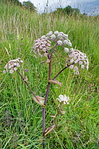 Wild angelica (Angelica sylvestris) flowering by a small stream on a marshy hillside, Cwm Cadlan National Nature Reserve, Brecon Beacons, Wales, UK. August.