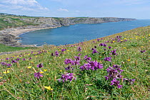 Betony (Stachys officinalis) flowering in profusion on a coastal headland overlooking Fall Bay, Rhossili, The Gower, Wales, UK. July.