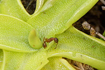 Common butterwort (Pinguicula vulgaris) leaf with a Red ant (Myrmica sp.) trapped by the sticky droplets this carnivorous plant exudes from glandular hairs, Cwm Cadlan National Nature Reserve, Brecon...