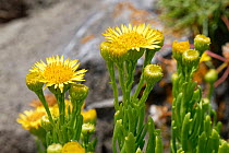 Golden samphire (Inula crithmoides) flowering among coastal rocks above the high tide line, Rhossili, The Gower, Wales, UK. July.