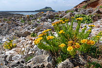 Golden samphire (Inula crithmoides) flowering among coastal rocks above the high tide line with the Worm's Head peninsula in the background, Rhossili, The Gower, Wales, UK. July.