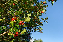 Common holly (Ilex aquifolium) bush with of ripe berries, New Forest, Hampshire, UK. October.
