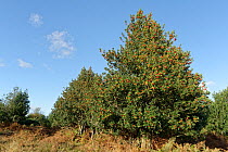 Common holly (Ilex aquifolium) bushes with masses of ripe berries on heathland, New Forest, Hampshire, UK. October.