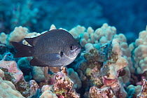 Threespot chromis (Chromis verater) with spots faded, in silver color phase, on coral reef, Honokohau, North Kona, Hawaii, Pacific Ocean.