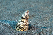 Freckled snake eel / Yellow-spotted snake eel (Callechelys lutea) emerging from sandy seabed,    Kona Coast, Hawaii, Pacific Ocean.