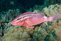 Whitesaddle goatfish (Parupeneus porphyreus) resting on head of Lobe coral (Porites lobata), South Kohala, Hawaii, Pacific Ocean.