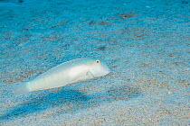 Male Hawaiian razorfish / Knifefish (Cymolutes lecluse) swimming over seabed, North Kona, Hawaii, Pacific Ocean.
