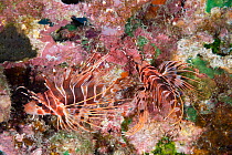 Two Hawaiian red lionfish (Pterois sphex) on a reef, South Kona, Hawaii, Pacific Ocean.
