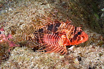 Hawaiian red lionfish (Pterois sphex) on the seabed, South Kona, Hawaii, Pacific Ocean.
