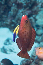 Regal parrotfish (Scarus dubius) initial phase, posing vertically while being cleaned by a Hawaiian cleaner wrasse (Labroides phthirophagus), North Kona, Hawaii, Pacific Ocean.