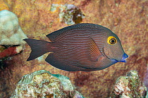Goldring tang / Goldring surgeonfish (Ctenochaetus strigosus) portrait, Kona, Hawaii, Pacific Ocean.