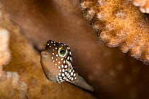Hawaiian whitespotted toby / White-spotted puffer (Canthigaster jactator) sheltering inside branches of Antler coral (Pocillopora grandis), North Kona, Hawaii, Pacific Ocean.