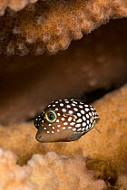 Hawaiian whitespotted toby / White-spotted puffer (Canthigaster jactator) sheltering inside branches of Antler coral (Pocillopora grandis), North Kona, Hawaii, Pacific Ocean.