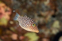 Hawaiian whitespotted toby / White-spotted puffer (Canthigaster jactator) portait, Makako Bay, Hawaii, Pacific Ocean.