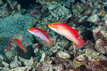 Three Flame wrasses (Cirrhilabrus jordani) terminal male on the right with two females, on reef, South Kona, Hawaii, Pacific Ocean.