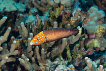 Male Psychedelic wrasse / Red tail wrasse (Anampses chrysocephalus) swimming over coral reef, Kona, Hawaii, Pacific Ocean.
