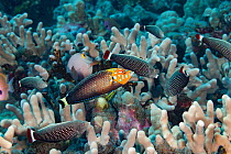 Male Psychedelic wrasse / Red tail wrasse (Anampses chrysocephalus) guarding harem of females, Kona, Hawaii, Pacific Ocean.