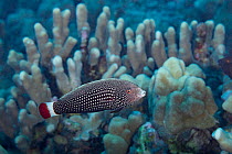 Female Psychedelic wrasse / Red tail wrasse (Anampses chrysocephalus) swimming over coral reef, North Kona, Hawaii, Pacific Ocean.