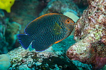 Male Potter's angelfish (Centropyge potteri) on reef, Pawai Bay, Hawaii, Pacific Ocean.