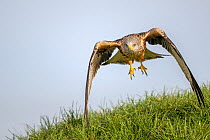 Red kite (Milvus milvus) landing on grass, Marlborough Downs, Wiltshire, UK. January.
