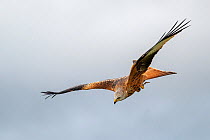 Red kite (Milvus milvus) in flight, Marlborough Downs, Wiltshire, UK. December.