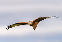 Red kite (Milvus milvus) in flight, Marlborough Downs, Wiltshire, UK. December.