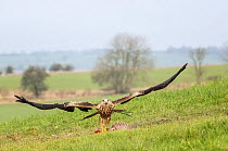 Red kite (Milvus milvus) taking flight after feeding on pheasant carcass, used as bait to attract the Red kite,  Marlborough Downs, Wiltshire, UK. January.