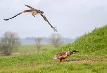 Red kite (Milvus milvus) standing on grass, feeding on prey, with another swooping down. A pheasant carcass was placed as bait to attract the Red Kite.  Marlborough Downs, Wiltshire, UK. January.