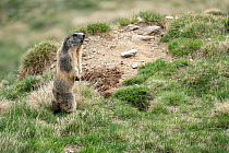 Alpine marmot (Marmota marmota) standing upright, whistling an alarm call, Valcolla, Ticino, Switzerland. April.