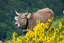 Brown Swiss cow with Spanish broom / Weaver's broom (Spartium junceum) in foreground. Valcolla, Ticino, Switzerland. May.
