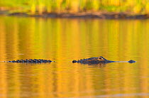 American alligator (Alligator mississippiensis) resting in river at sunset. Myakka River State Park, Florida, USA.