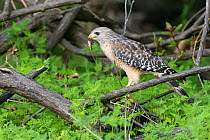 Red-shouldered hawk (Buteo lineatus) perched on branch, holding Anole (Anolis) in beak. Myakka River State Park, Florida, USA.