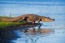 American alligator (Alligator mississippiensis) walking into river. Myakka River State Park, Florida, USA.