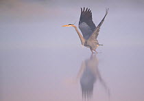 Great blue heron (Ardea herodias) about to fly over foggy river at sunrise. Myakka River State Park, Florida, USA. Sequence 1 of 2