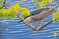 Black-crowned night heron (Nycticorax nycticorax) perched on branch, ready to strike. Big Cypress National Preserve, Florida, USA.