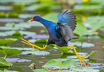 American purple gallinule (Porphyrio martinica) leaping between water lily pads. Everglades National Park, Florida, USA.