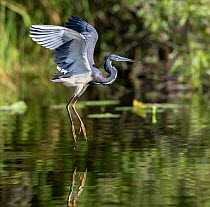 Tricolored heron (Egretta tricolor) fishing, taking off from water, . Everglades National Park, Florida, USA.
