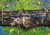 Two American alligator (Alligator mississippiensis) hatchlings resting on log. Audubon's Corkscrew Swamp Sanctuary, Florida, USA.