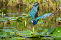 American purple gallinule (Porphyrio martinica) taking off from water lily pads. Everglades National Park, Florida, USA.