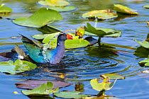 American purple gallinule (Porphyrio martinica) holding water lily seed pod in beak while swimming through lily pads. Everglades National Park, Florida, USA.
