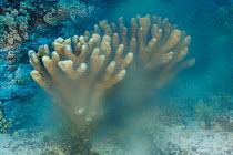 Colony of Antler coral (Pocillopora eydouxi), spawning, releasing both eggs and sperm into open ocean just after sunrise, Hawaii, Pacific Ocean.