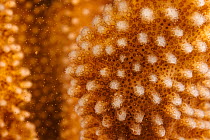 Antler coral ( Pocillopora eydouxi), spawning polyps, releasing both eggs and sperm into open ocean just after sunrise, Hawaii, Pacific Ocean.