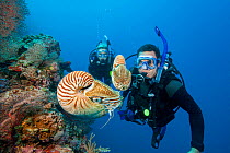 Two scuba divers observing two Chambered nautili (Nautilus belauensis) on a reef, Palau, Micronesia, Pacific Ocean. Model released.