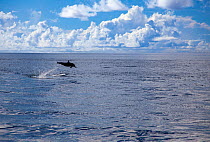 Spinner dolphin (Stenella longirostris) leaping out of the ocean, Yap, Micronesia, Pacific Ocean.