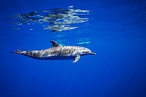 Pantropical spotted dolphins (Stenella attenuata), dappled in sunlight, swimming in open ocean, Hawaii, Pacific Ocean