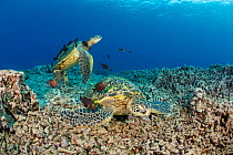 Two Green sea turtles (Chelonia mydas) at a cleaning station, having their shells cleaned by a school of Goldring surgeonfish (Ctenochaetus strigosus), Maui, Hawaii, Pacific Ocean.